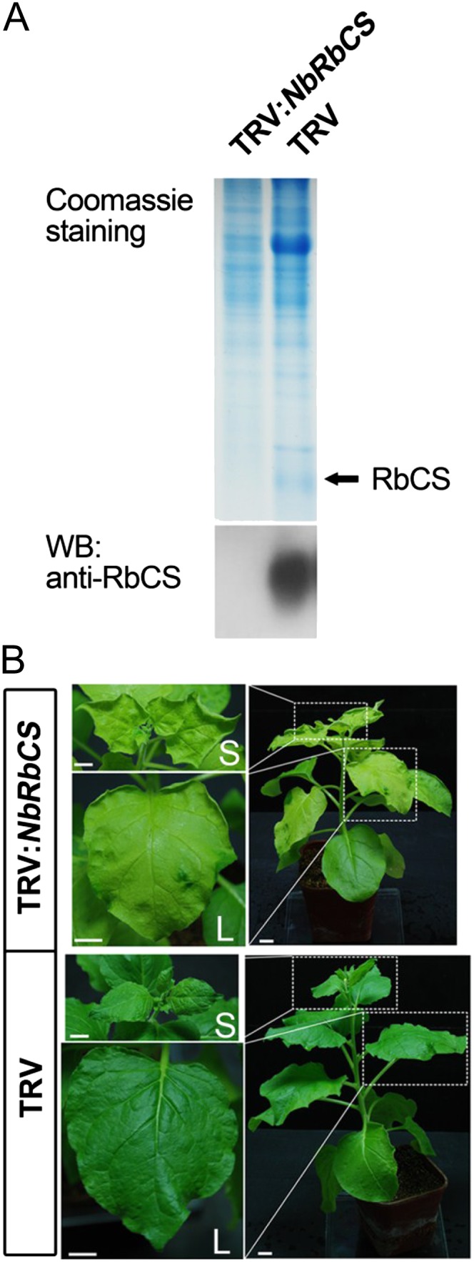 Figure 5.