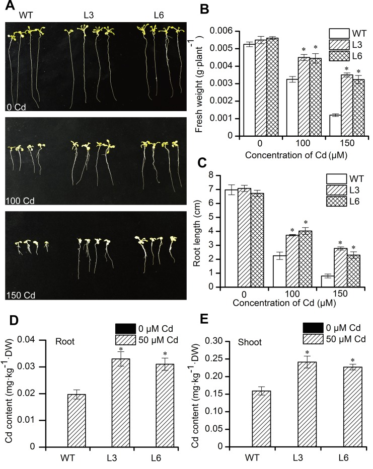 Fig 4