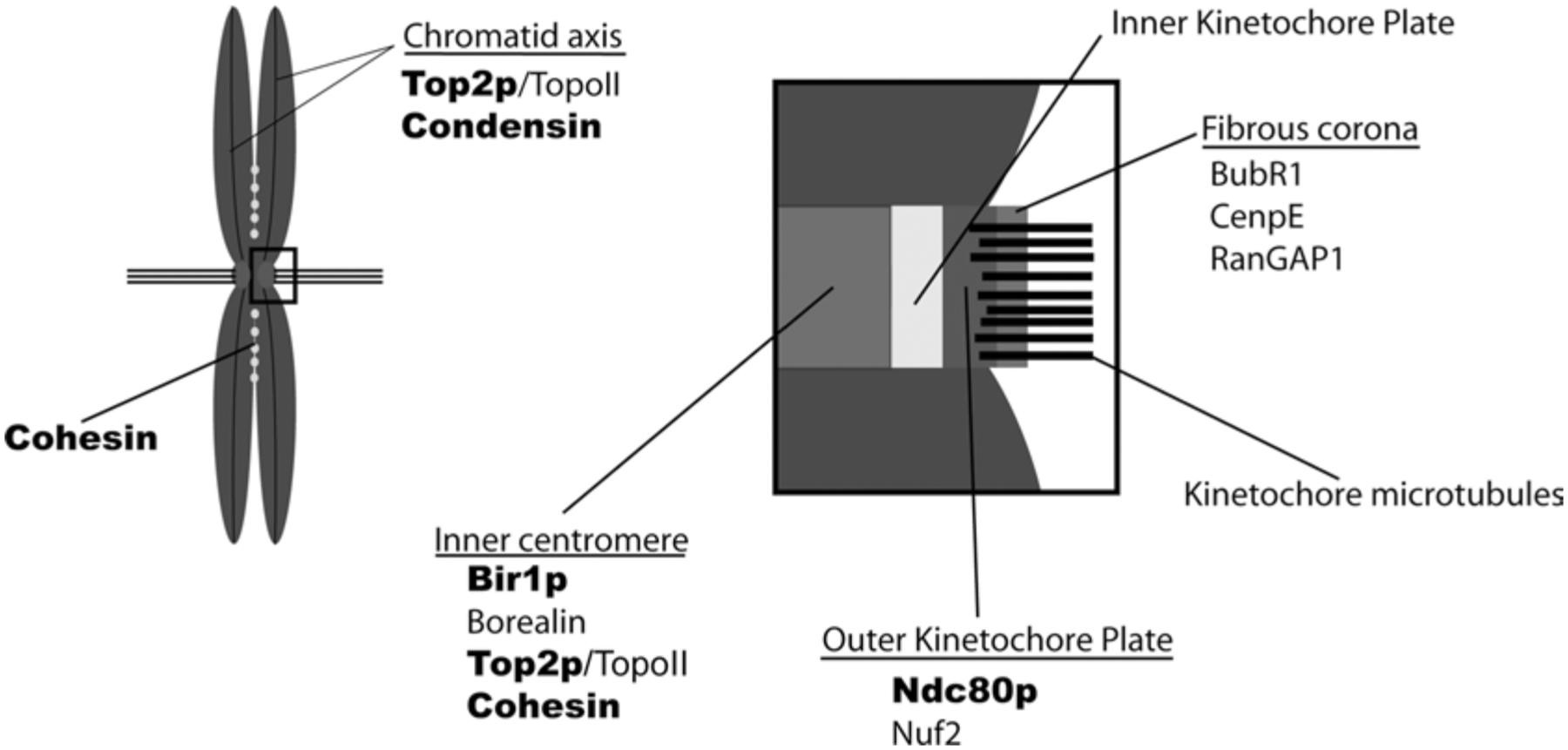 Fig. 10.3