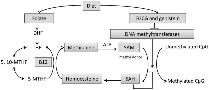 Fig. (3)