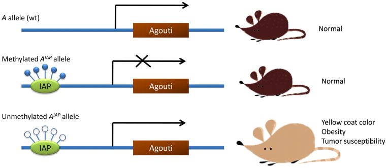 Fig. (2)