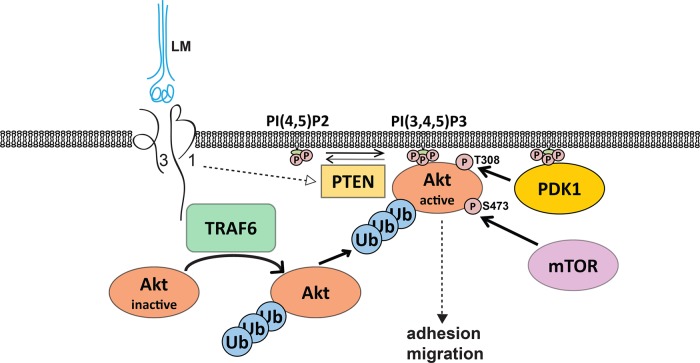 FIGURE 10: