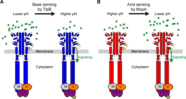 FIG 6