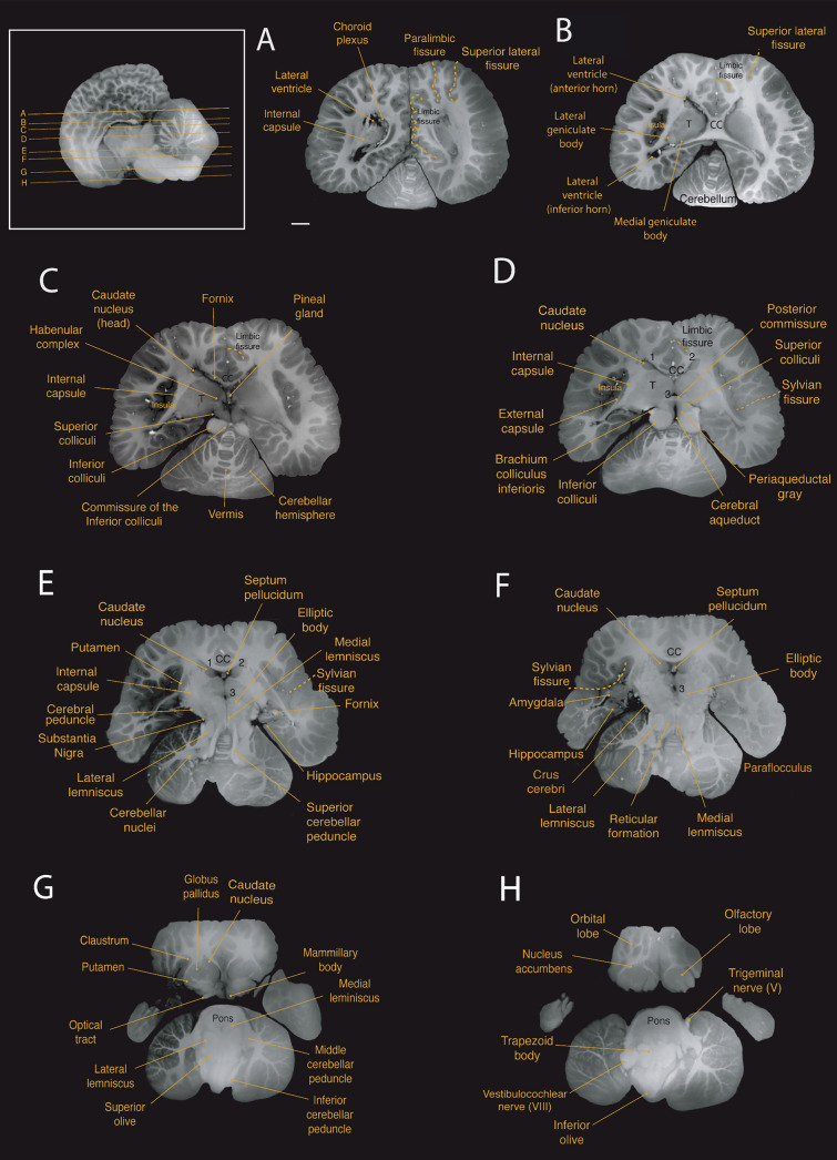 Fig. 6