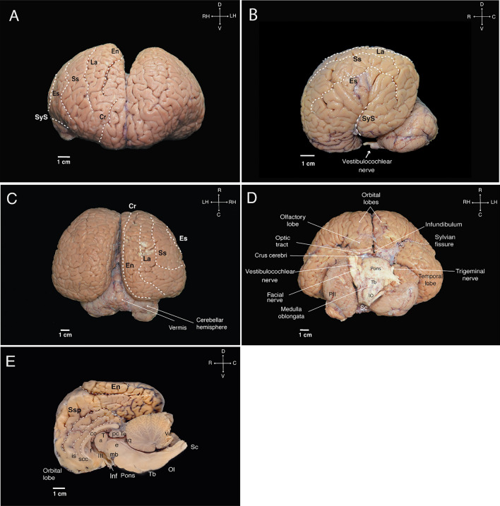 Fig. 3