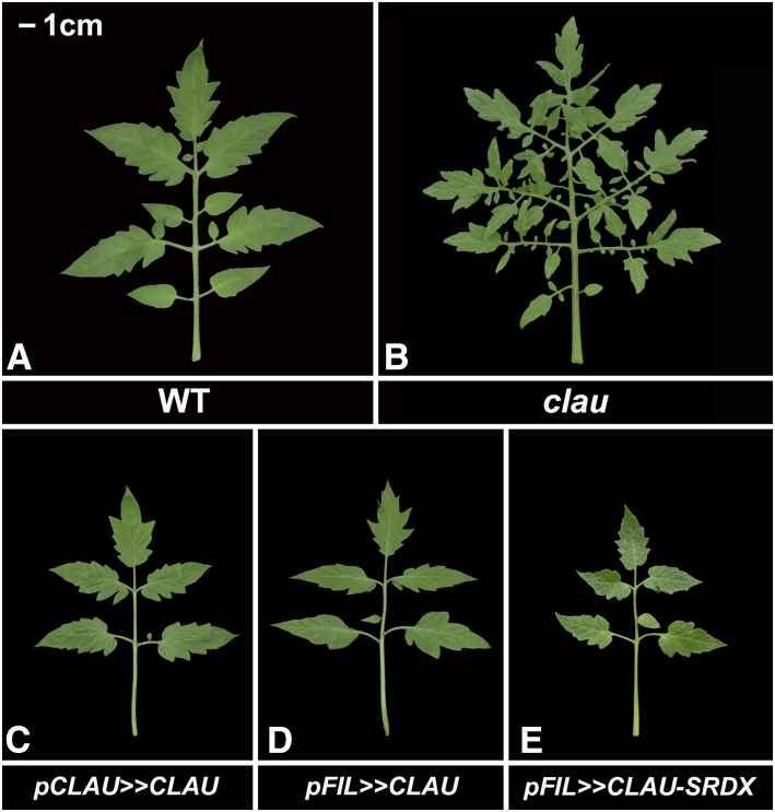 Figure 3.