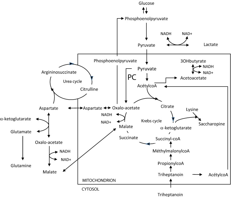 Fig. 1