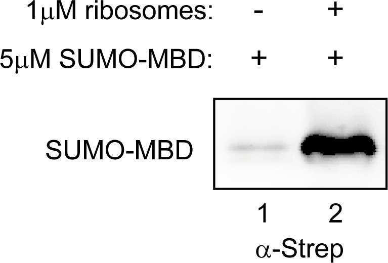 Figure 1—figure supplement 2.