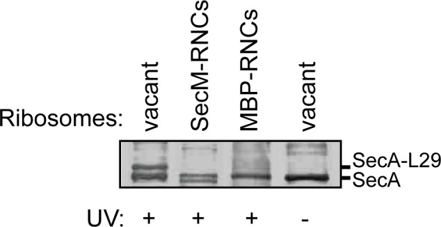 Figure 3—figure supplement 1.