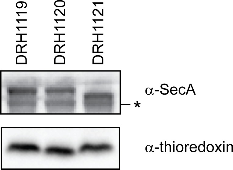 Figure 2—figure supplement 3.