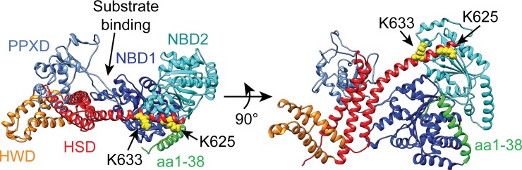 Figure 1—figure supplement 1.