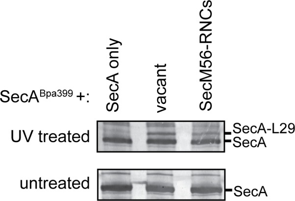 Figure 3—figure supplement 2.