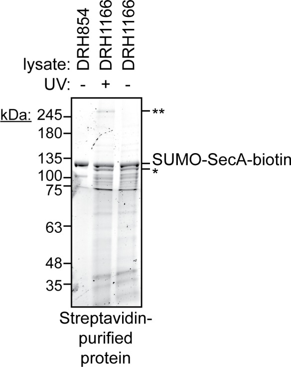 Figure 4—figure supplement 1.