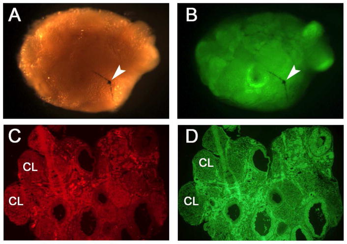 Fig. 2