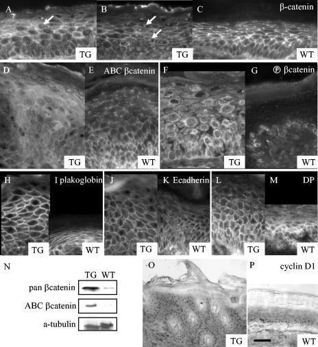 FIG. 7.