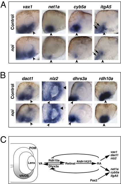 Fig. 7.