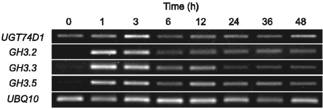 Fig. 5