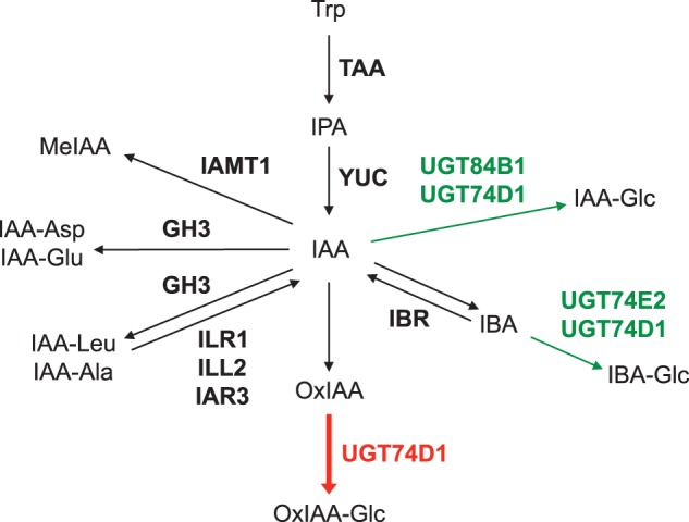 Fig. 1