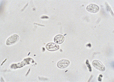 Figure 15-6