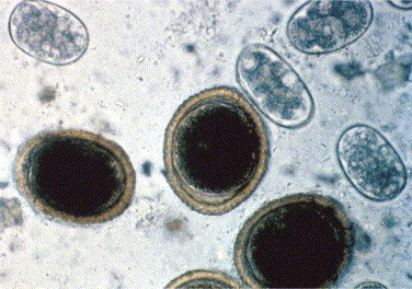 Figure 15-9