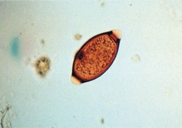 Figure 15-8