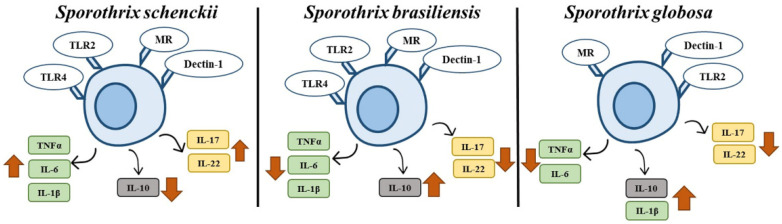 Figure 9