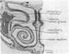 231