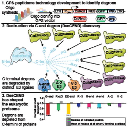 graphic file with name nihms967427u1.jpg