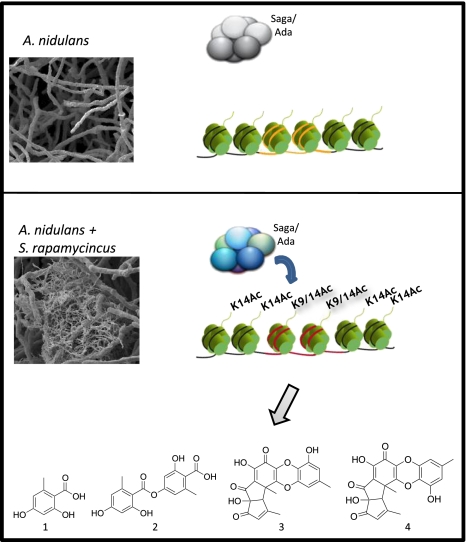 Fig. 6.