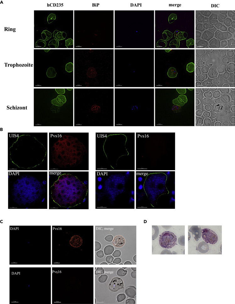 Figure 3