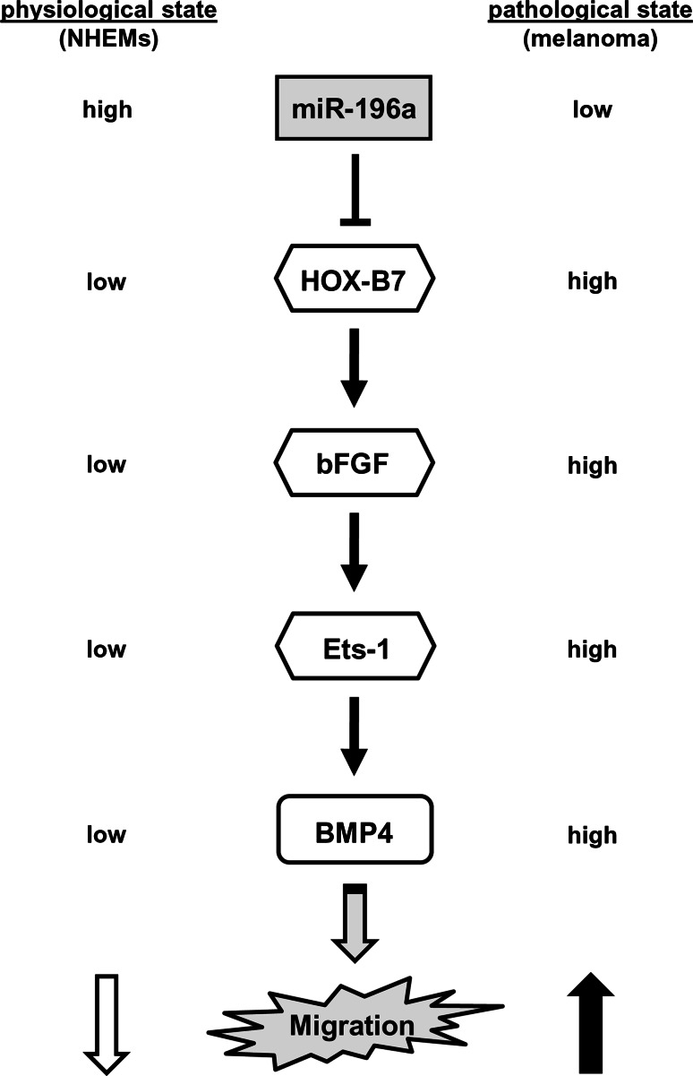 Fig. 6