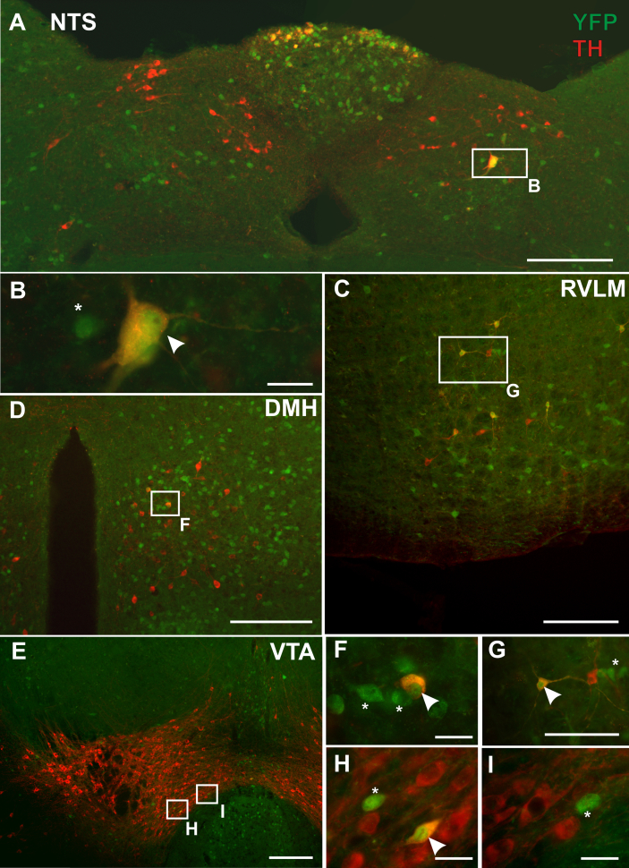 Figure 4