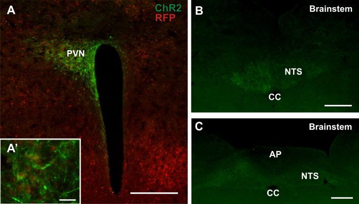 Figure 6