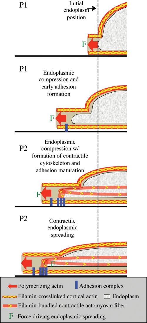 FIGURE 8: