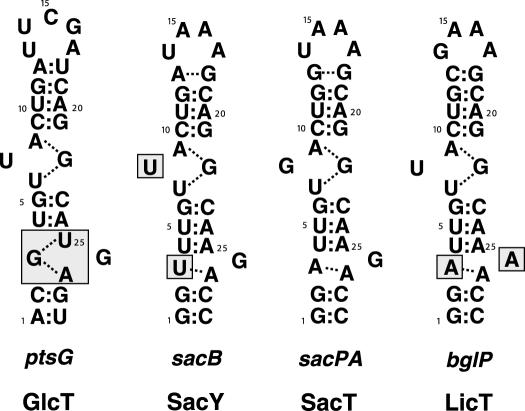 Figure 13