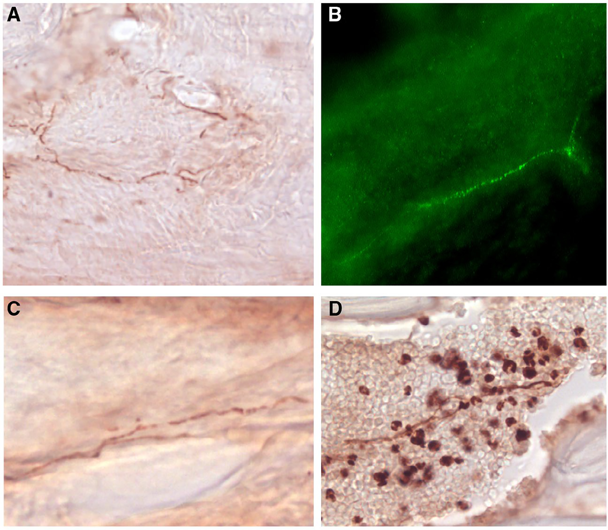 Fig. 2.—