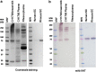 <b>FIG. 4.</b>