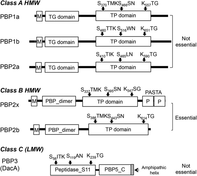 FIG 1