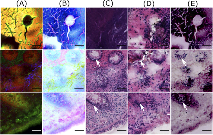 Fig. 6.