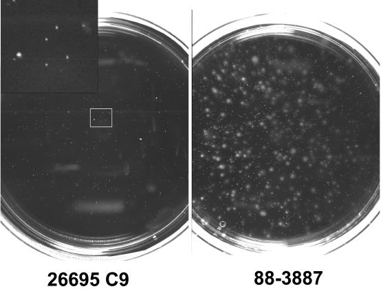 FIG. 1