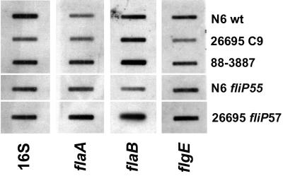 FIG. 4