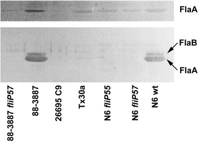 FIG. 3