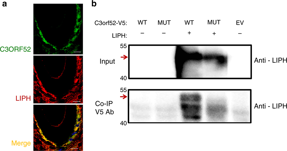 Fig. 3: