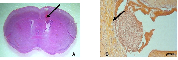 Fig. 10