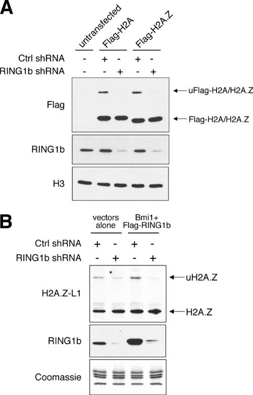 FIG. 8.