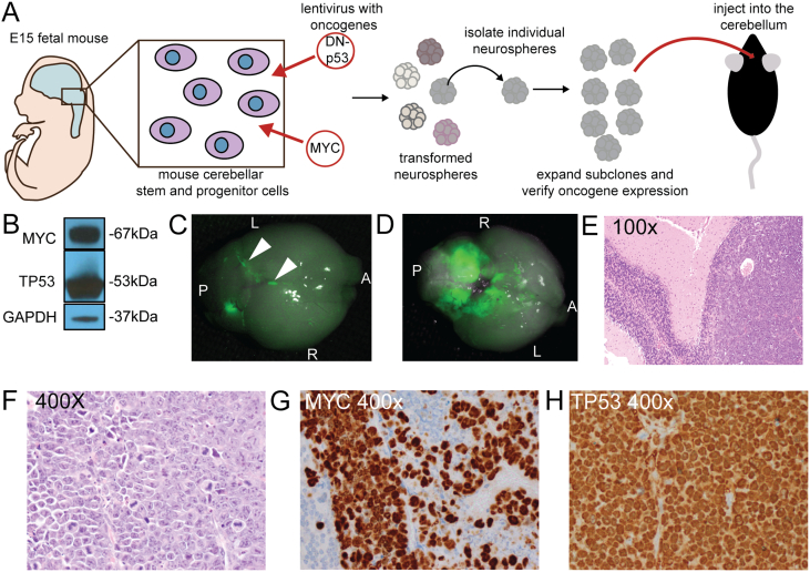 Figure 2