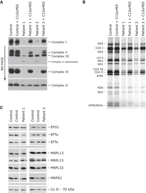 Figure 1