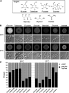 FIG 1