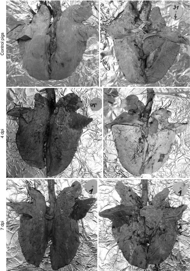 Fig. 2