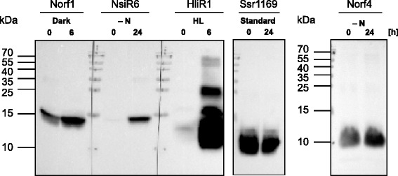 Fig. 9